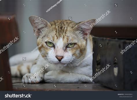 Funny Angry Cat Face Looking Camera Stock Photo 1994935853 | Shutterstock