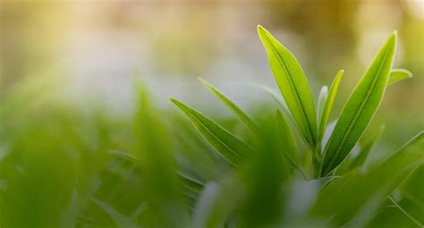 Image result for Small Pyrolysis