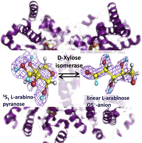 L-Arabinose Binding, Isomerization, and Epimerization by D-Xylose Isomerase: X-Ray/Neutron ...