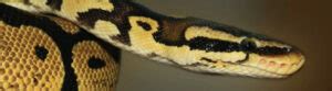 Image result for Ball Python Fact Sheet