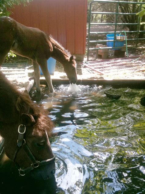Horse Trough Garden Watering System | Fasci Garden