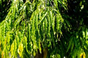 MONDAL Ashok Plant Price in India - Buy MONDAL Ashok Plant online at ...