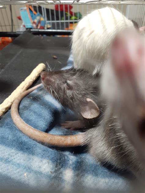 The definition of Eepy 😴 (+ his photobombing brother) : r/RATS