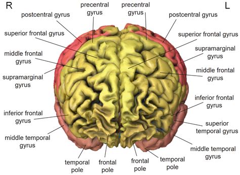Superior Parietal Lobule Function