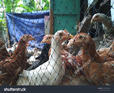 Auto Chicken Farm Java 的图像结果