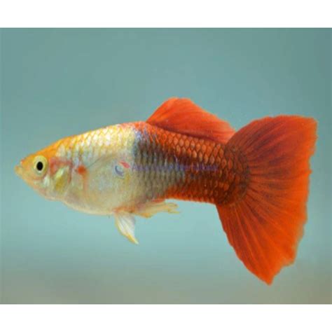 GOLDEN RED GUPPY – Fishykart.in