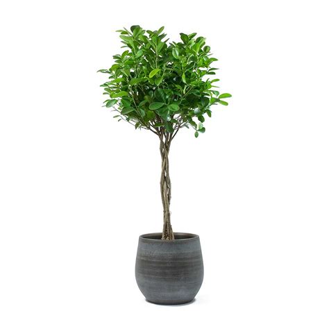 Ficus microcarpa Moclame - Indian Laurel - Twisted Stem - Hortology