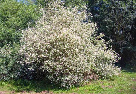 12 Different Types Of Willow Trees