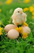 Image result for Bunny and Chick Easter with Flowers