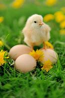 Image result for Easter Chicken Cute