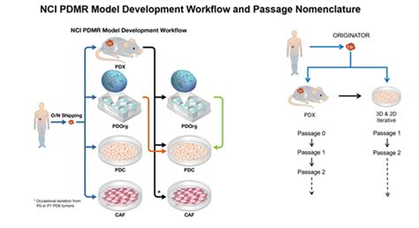 PDMR Models - NCI