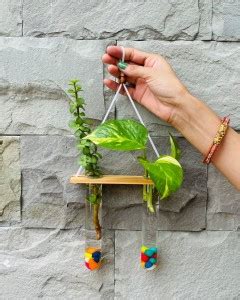 eeka Eye Soothing Beautiful Hanging Glass Propagation Planter Plant ...