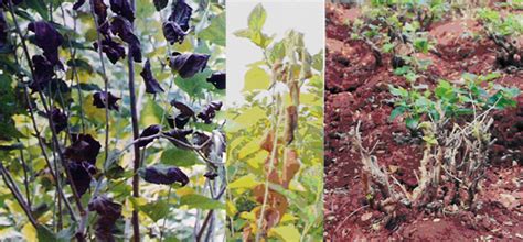 Diseases & Pests | Central Sericultural Research & Training Institute ...