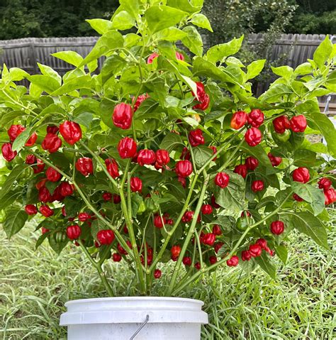 529 best Scotch Bonnets images on Pholder | Hot Peppers, Spicy and Hotsauce