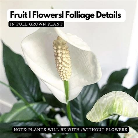 Indoor Plants – Hug A Plant