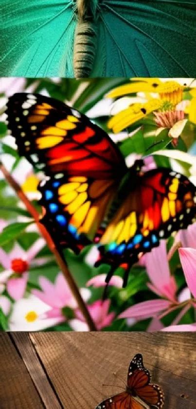 Image result for Butterfly Collage
