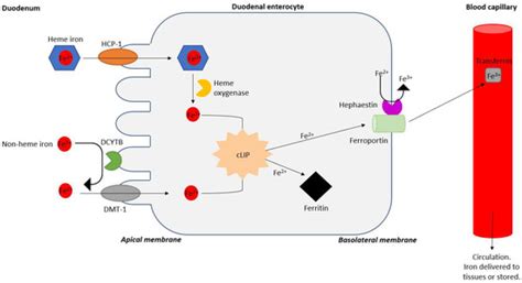 Oral Iron Supplementation—Gastrointestinal Side Effects and the Impact ...