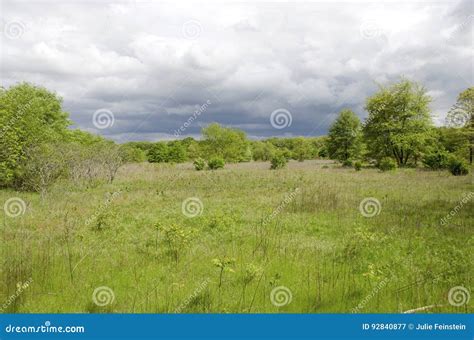 Grassland Habitat