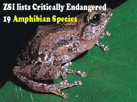ZSI lists Critically Endangered 19 Amphibian Species