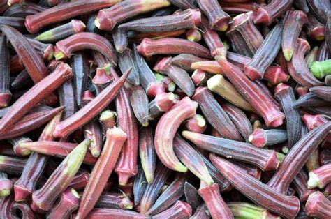 Red Lady Finger लाल भिन्डी की खेती से मिश्रीलाल कमा रहे हैं मुनाफ़ा ...