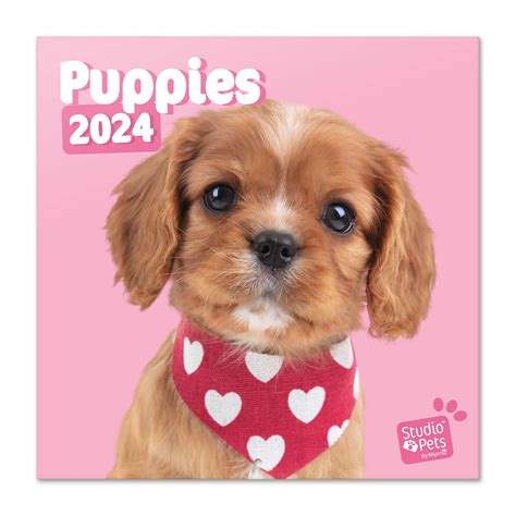 Buy Official Studio Pets Dogs Wall 2024 12" x 12" FSC® Plastic Free ...