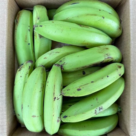 Gros Michel Banana (Big Mike) – Miami Fruit