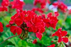 elenco fiori con foto fiori da balcone estivi i magnifici 5 donnad elenco fiori con foto fiori da balcone estivi i magnifici 5 donnad