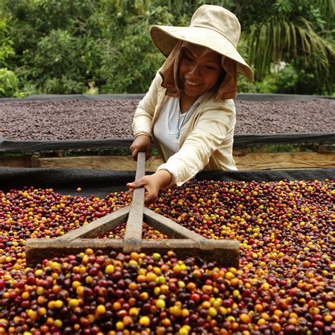 Where is coffee grown? | An introduction to coffee growing regions