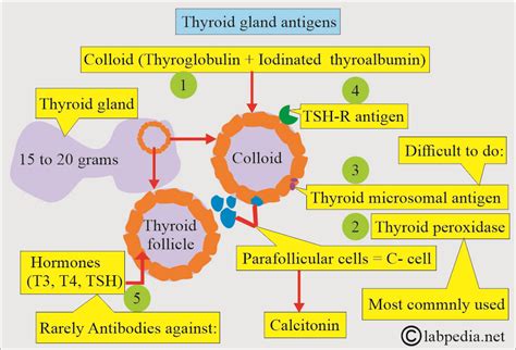 Image result for Thyroid Testing Algorithm