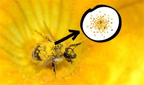 Why Do Plants Grow Flowers at Hae Wilson blog