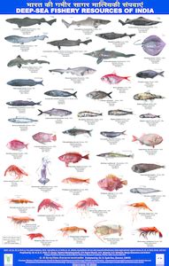 Deep Sea Fishery Resources of India - CMFRI Digital Repository
