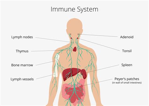 Immune System Anatomy How To Keep Your Immune System Naturally Robust