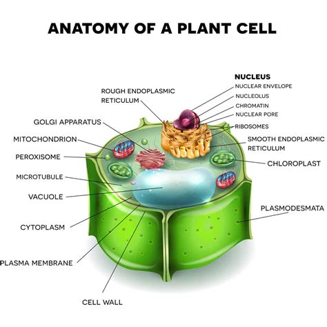 [DIAGRAM] Labeled Diagram Of Plant Cell - MYDIAGRAM.ONLINE