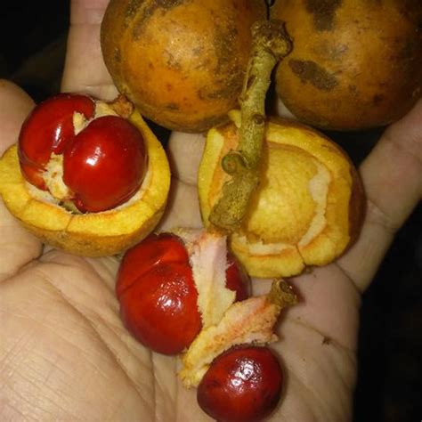 Red Tampoi Fruit Plant (Baccaurea costulata) – veliyathgardens