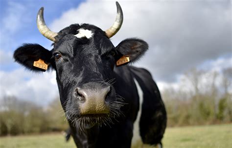 In The Age Of Cow-Vigilantes, This Muslim Man Donated Land For The ...