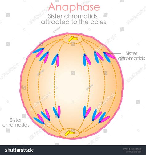 Anaphase Phase Sister Chromatids Separate Pulled: เวกเตอร์สต็อก (ปลอด ...