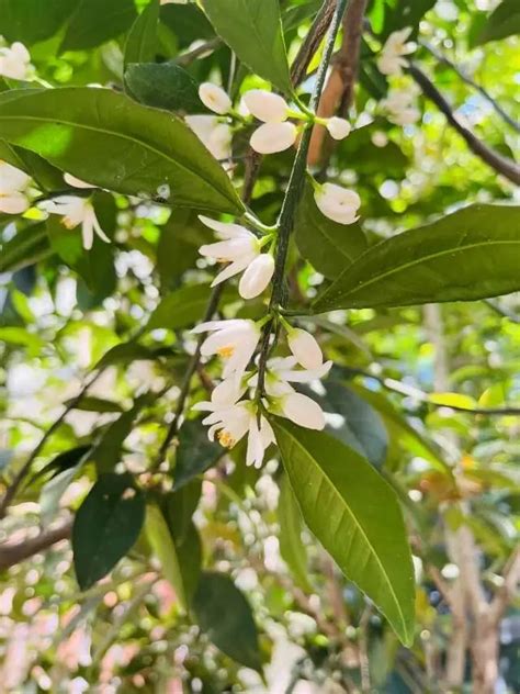 Image result for Redis HyperLogLog