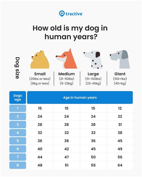 Dog years to human years chart: Learn your dog's real age - Tractive