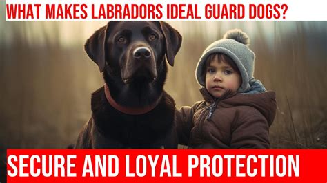 Protection of Lab Dog 的图像结果