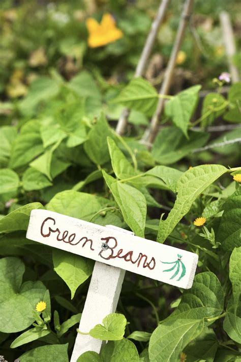 How to Plant Beans With Proper Spacing