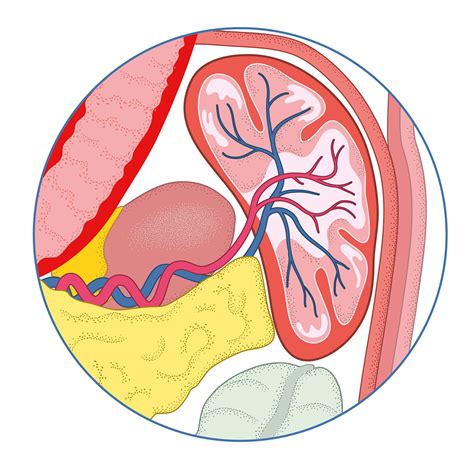 Image result for Crash Course Anatomy