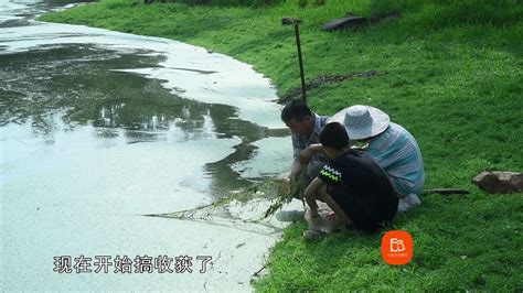福州安泰河连续三天鱼成群死亡 疑与抽水有关-民生- 东南网