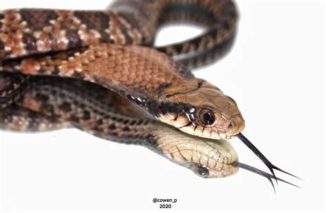 False Water Cobra Bite False Water Cobra Pictures AZ Animals