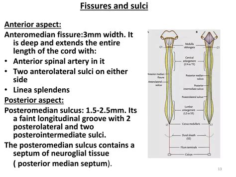 Spinal cord (2) | PDF