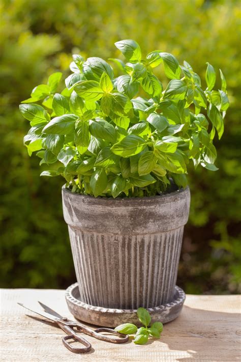 Basil plant pot Images - Free Download on Freepik