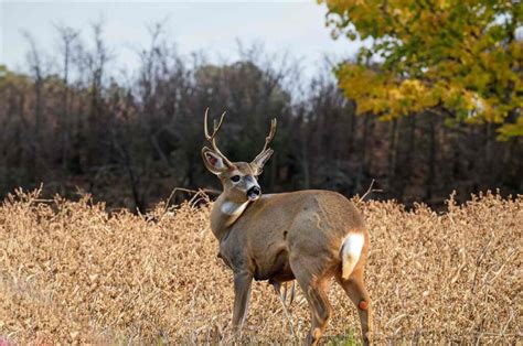 North Carolina Deer Season 2025-2026: Latest Schedules, Licenses ...