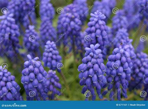 Vibrant Blue and Purple Flowers Stock Image - Image of background ...