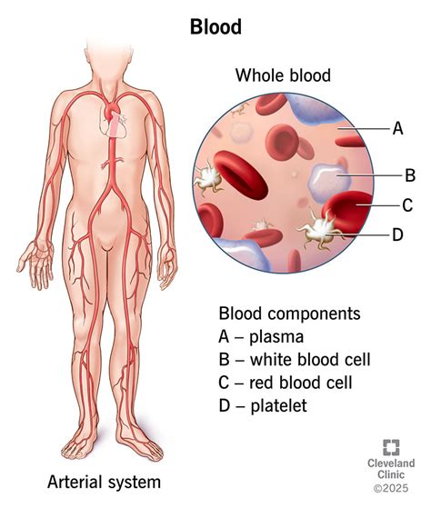 Image result for Blood Cells Structure and Function