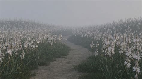 Fields of Asphodel: The ‘Middle’ Afterlife in Greek Myth (Not Heaven ...