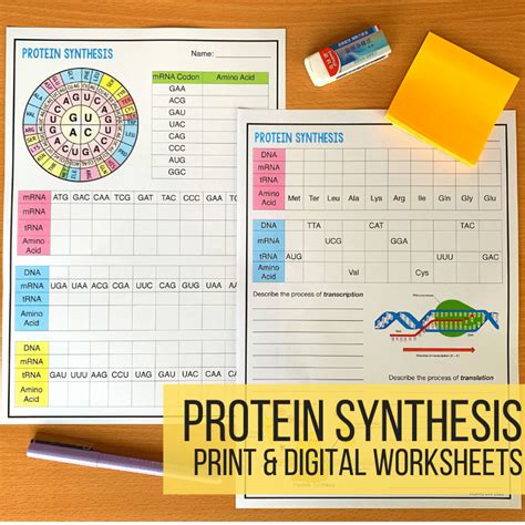 Image result for Protein Synthesis Diagram Worksheet